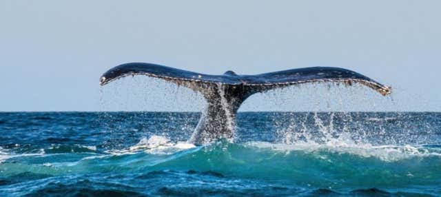 Avvistamento di balene a Chañaral de Aceituno
