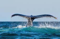 Chañaral de Aceituno Whale Watching