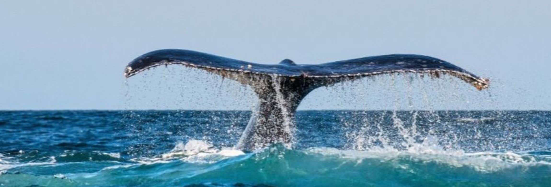 Avvistamento di balene a Chañaral de Aceituno