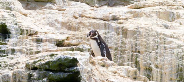 Escursione a Isla Damas