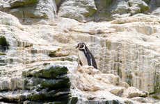 Damas Island Day Trip