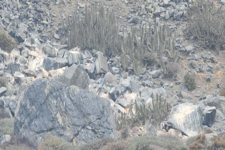 Imagen 10