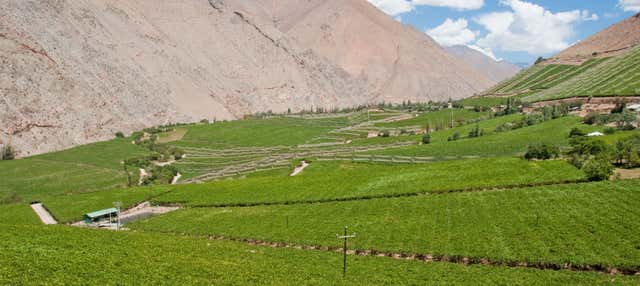 Tour del pisco nella Valle dell'Elqui