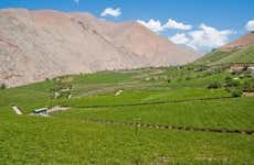 Elqui Valley Pisco Tour