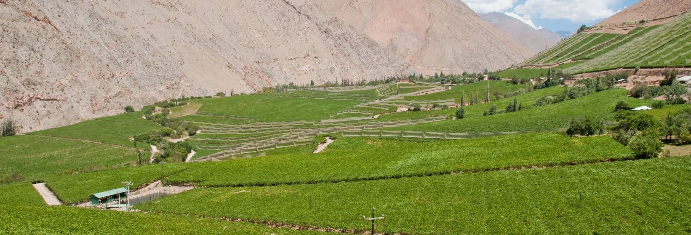 Tour del pisco nella Valle dell'Elqui