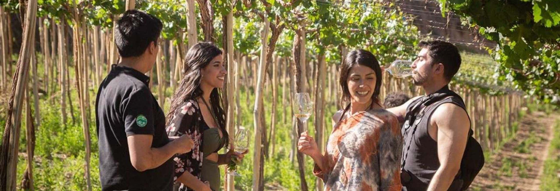 Tour del pisco, del vino e della birra nella Valle dell'Elqui