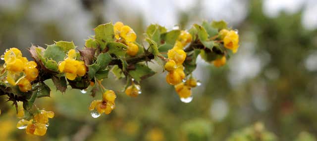 Escursione al Parco Nazionale Bosque Fray Jorge