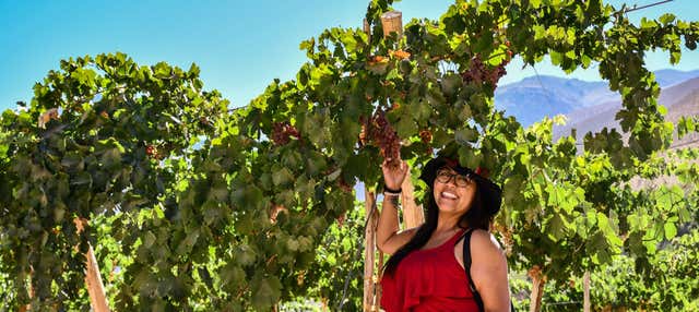 Tour del pisco nell'Alto Elqui