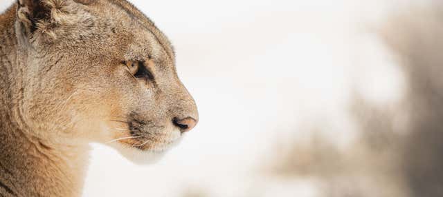 Escursione privata con avvistamento di puma