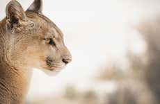 Torres del Paine Private Puma-Watching Tour