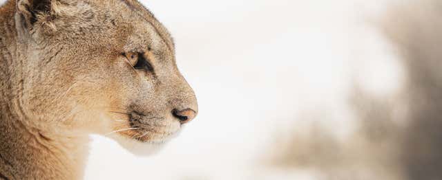 Excursion privée d'observation de pumas