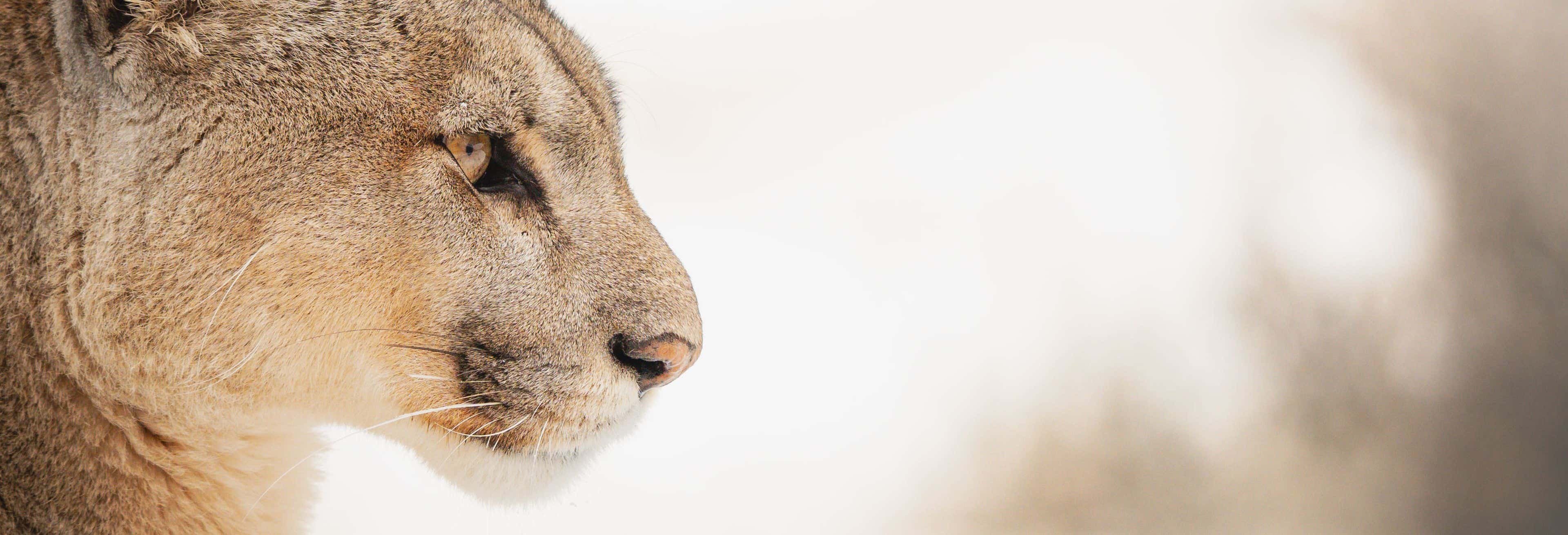 Escursione privata con avvistamento di puma