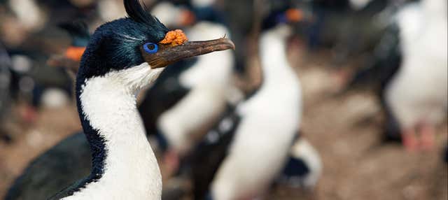 Tour di Maullín + Birdwatching a Quenuir Bajo