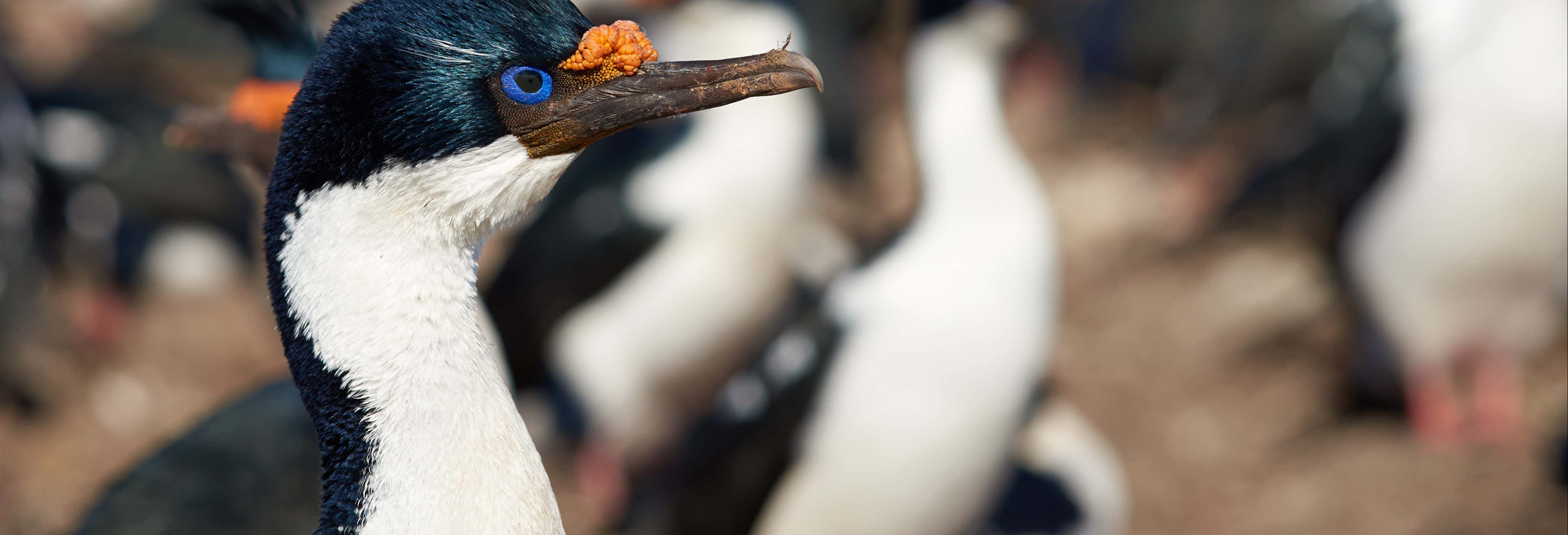 Tour di Maullín + Birdwatching a Quenuir Bajo