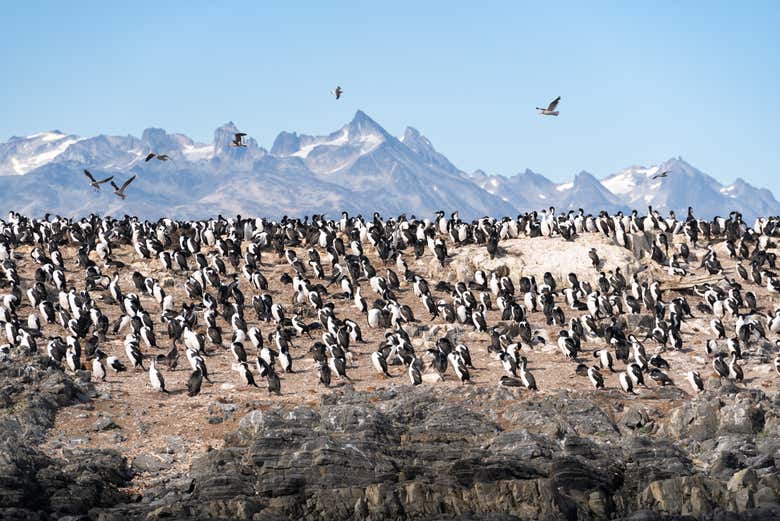 Imagen 5