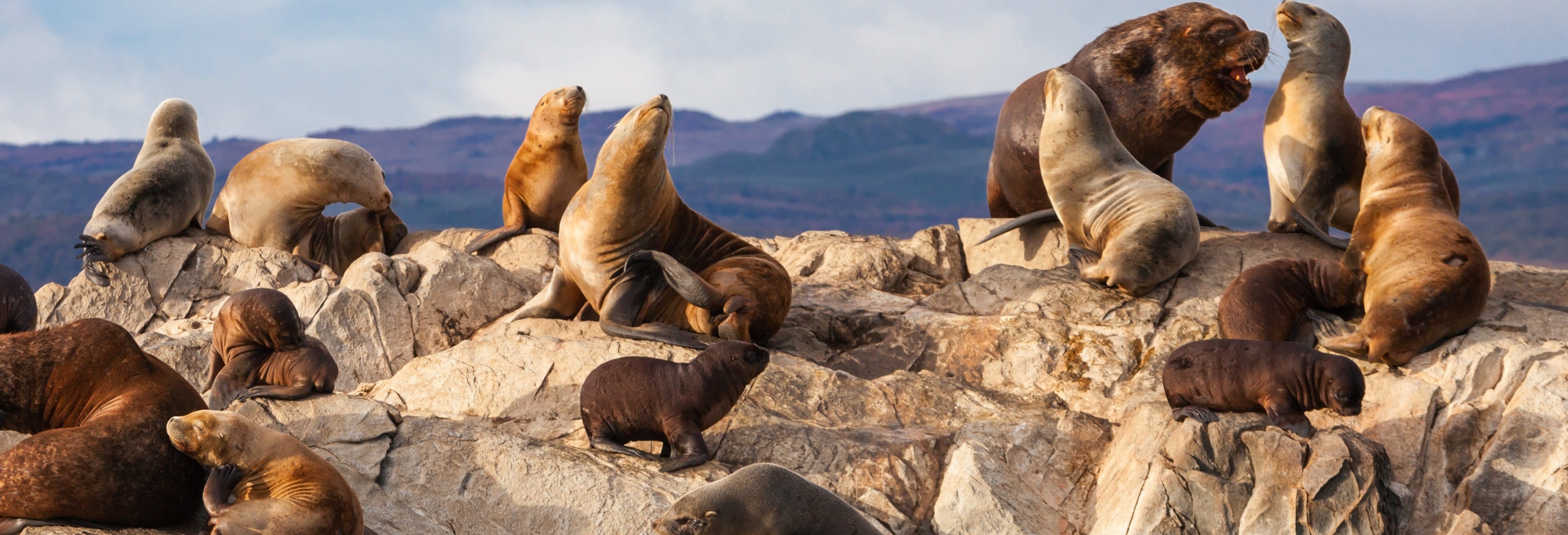 Beagle Channel Kayak Tour with Sea Lion Watching