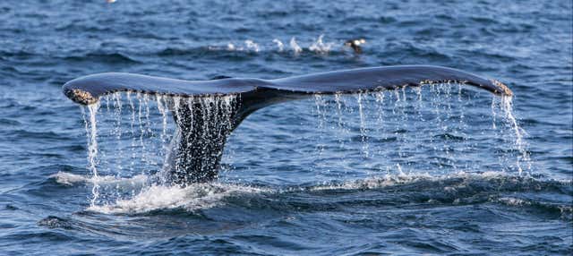 Avvistamento di balene sullo stretto di Magellano