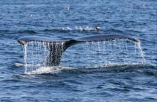 Whale Watching in Patagonia