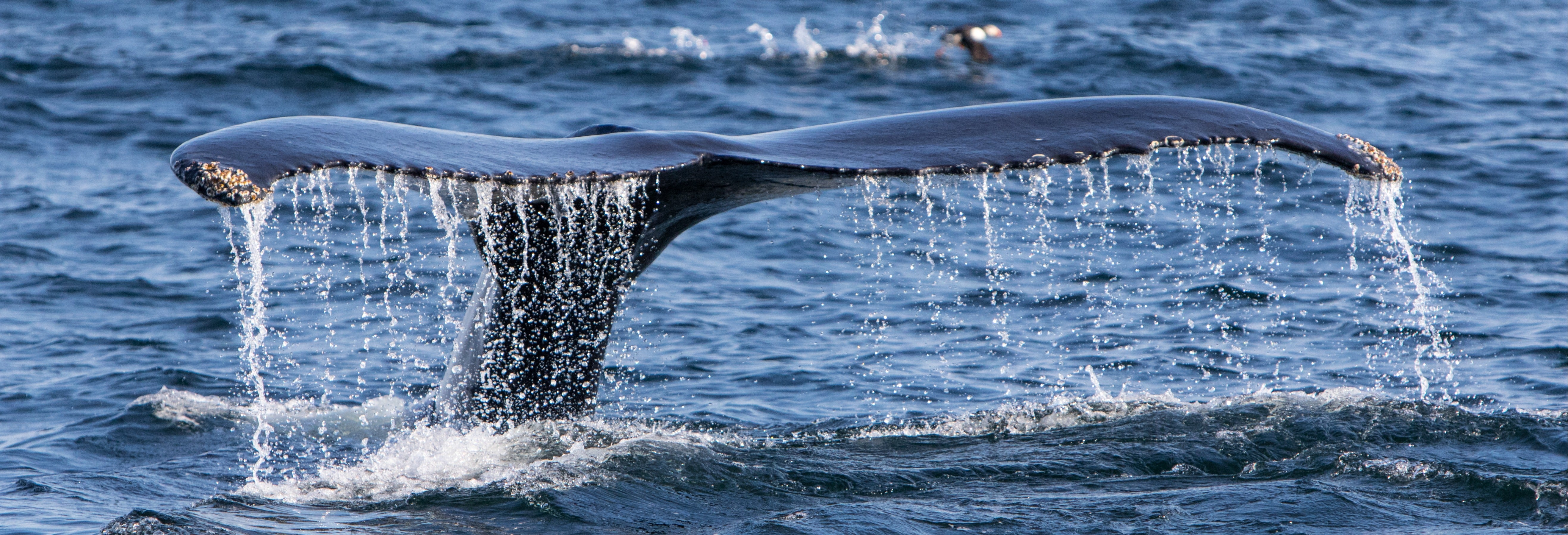 Avistamento de baleias no Estreito de Magalhães
