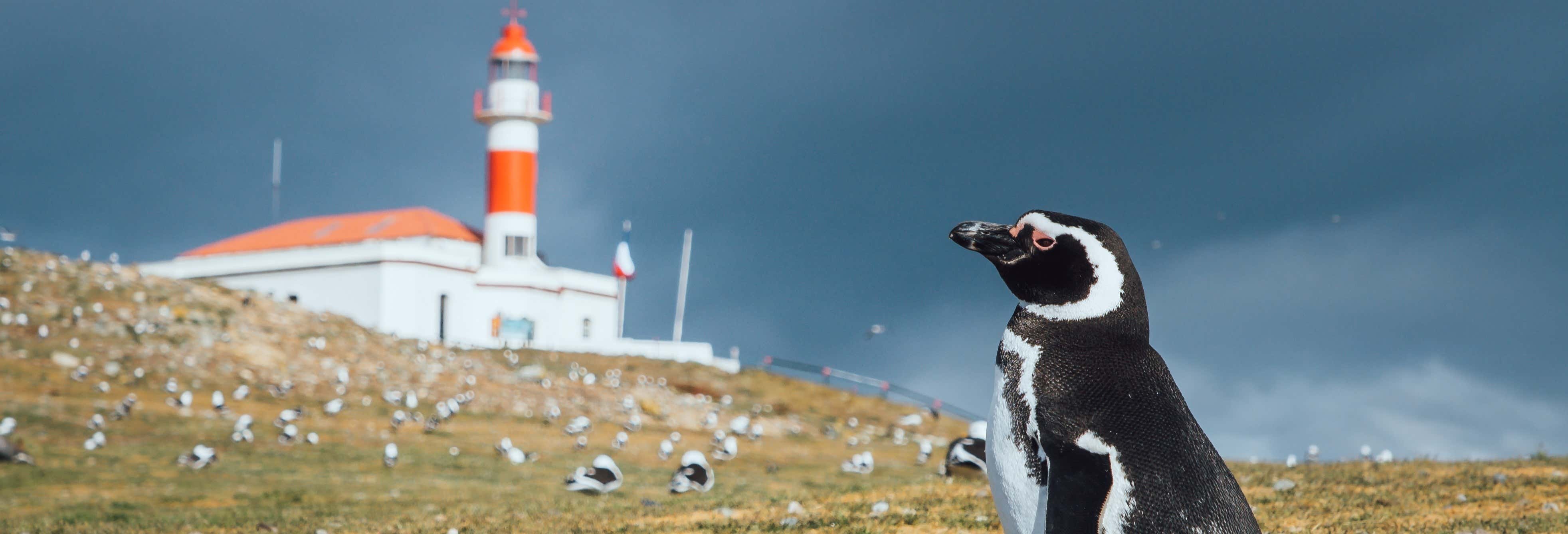 Escursione all'Isola Magdalena per crocieristi