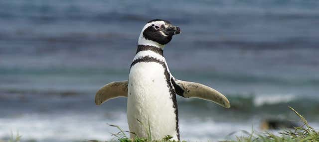 Escursione a Isola Magdalena