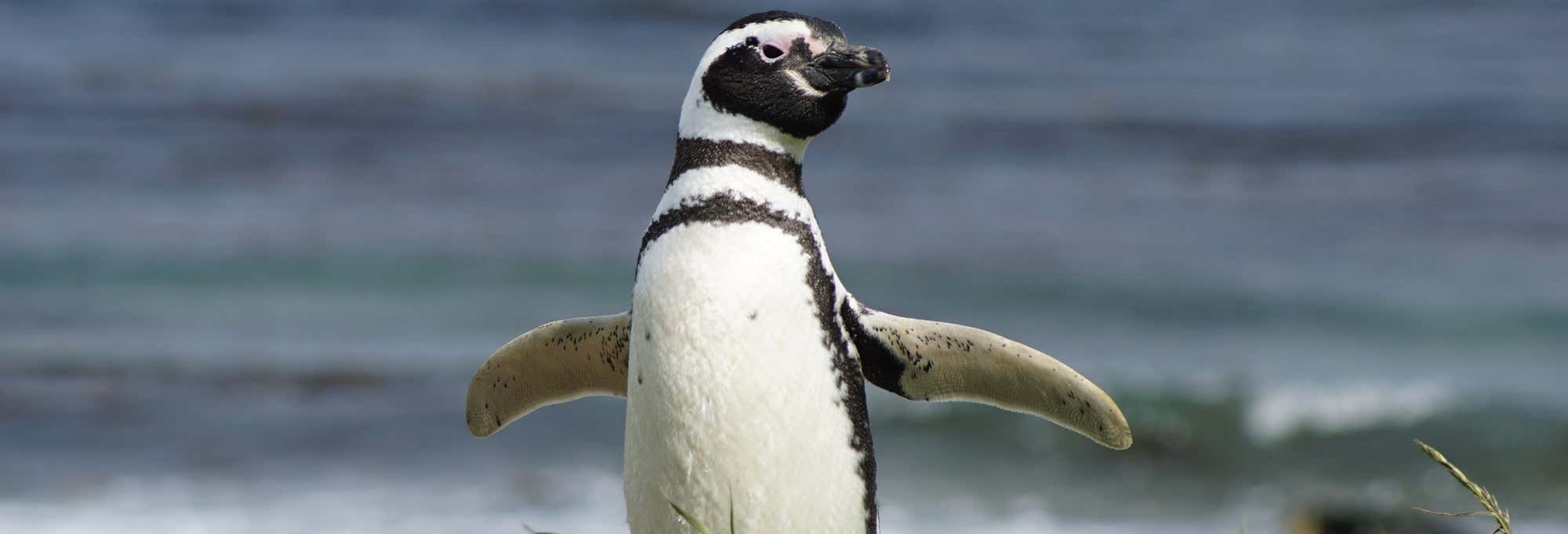 Escursione a Isola Magdalena