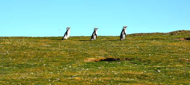 Escursione alle isole Magdalena e Marta in motoscafo