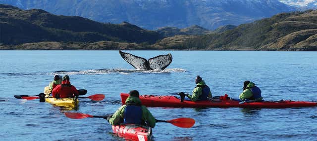 Tour en kayak por el estrecho de Magallanes + Avistamiento de ballenas