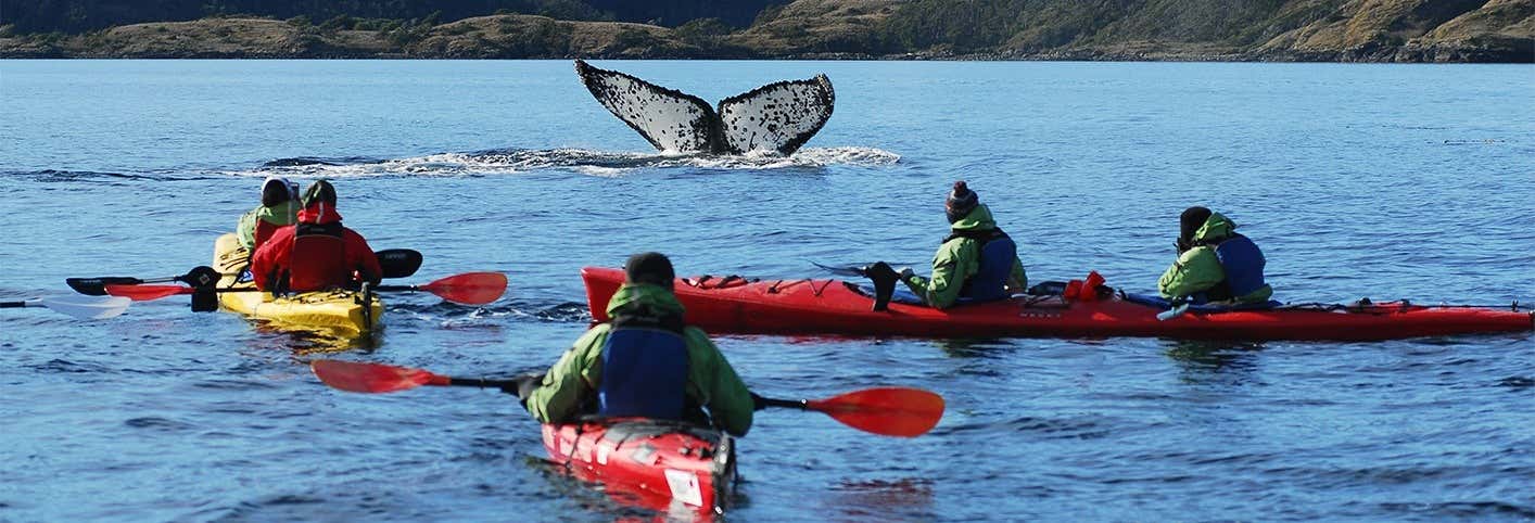 Tour en kayak por el estrecho de Magallanes + Avistamiento de ballenas