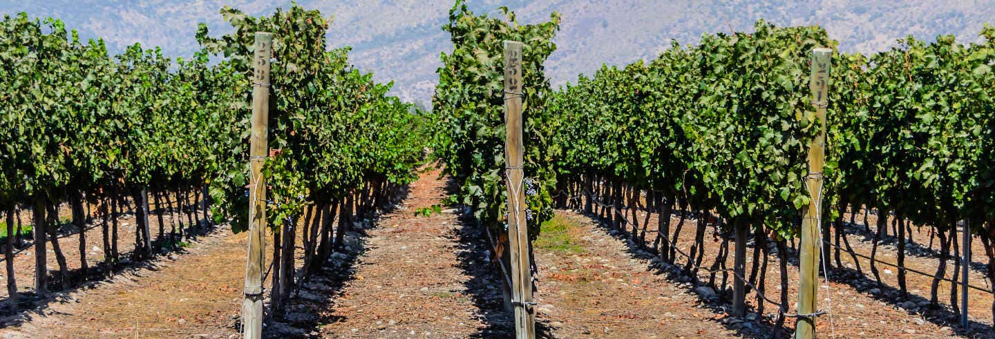 Isla de Maipo Wine Tour