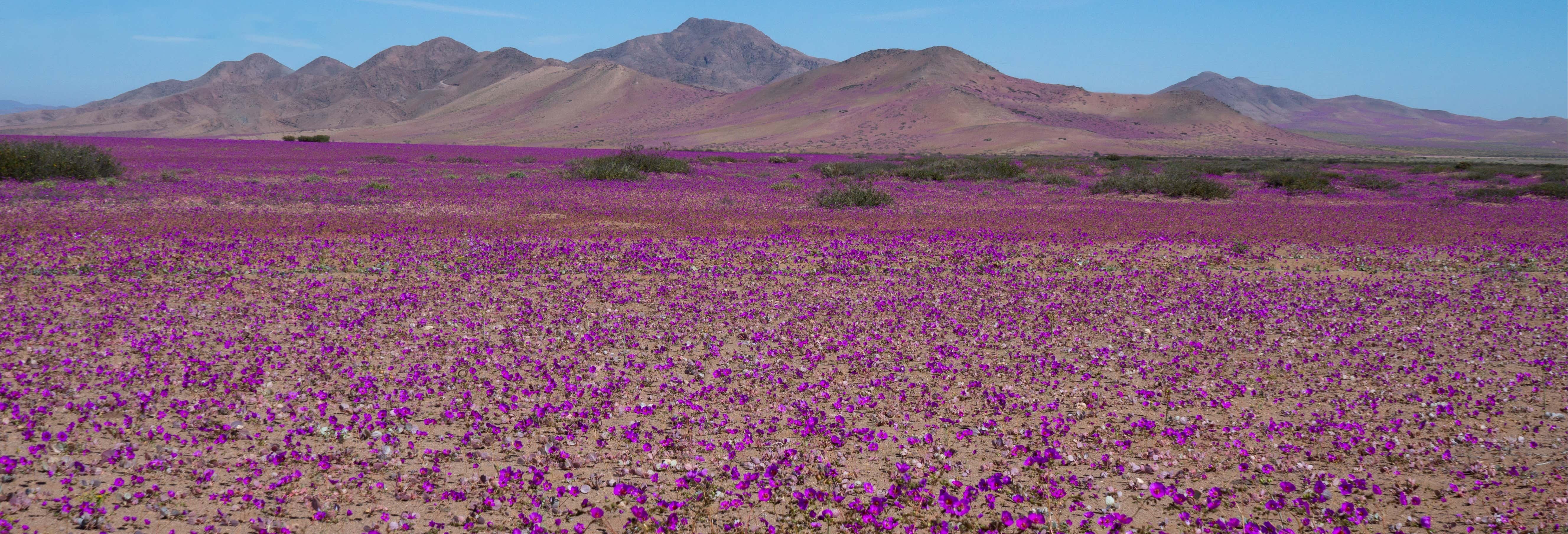 Excursión de 2 días al Desierto Florido
