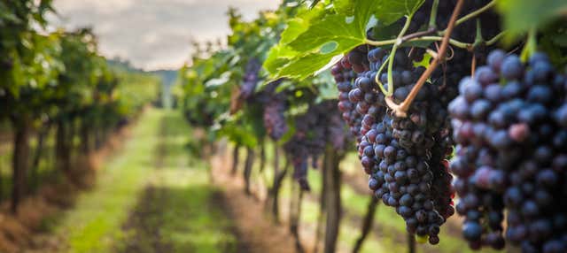 Excursion au vignoble Cousiño Macul
