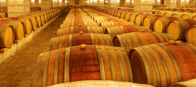 Escursione a Viña Undurraga