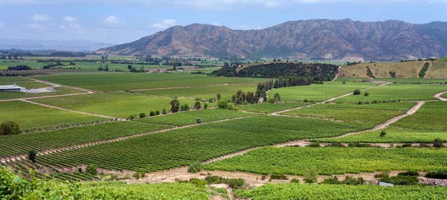 Escursione alle vigne di Valle de Colchagua