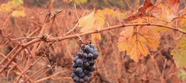 Tour della Viña Cousiño Macul e del Tempio Baha'i