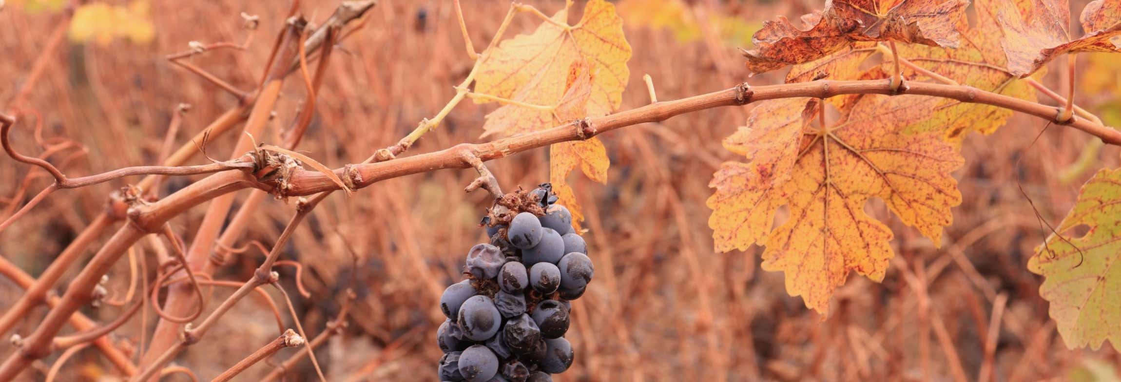 Cousiño Macul Vineyard & Baha'i Temple Tour