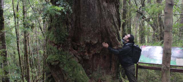 Escursione al Parco Nazionale Alerce Costero