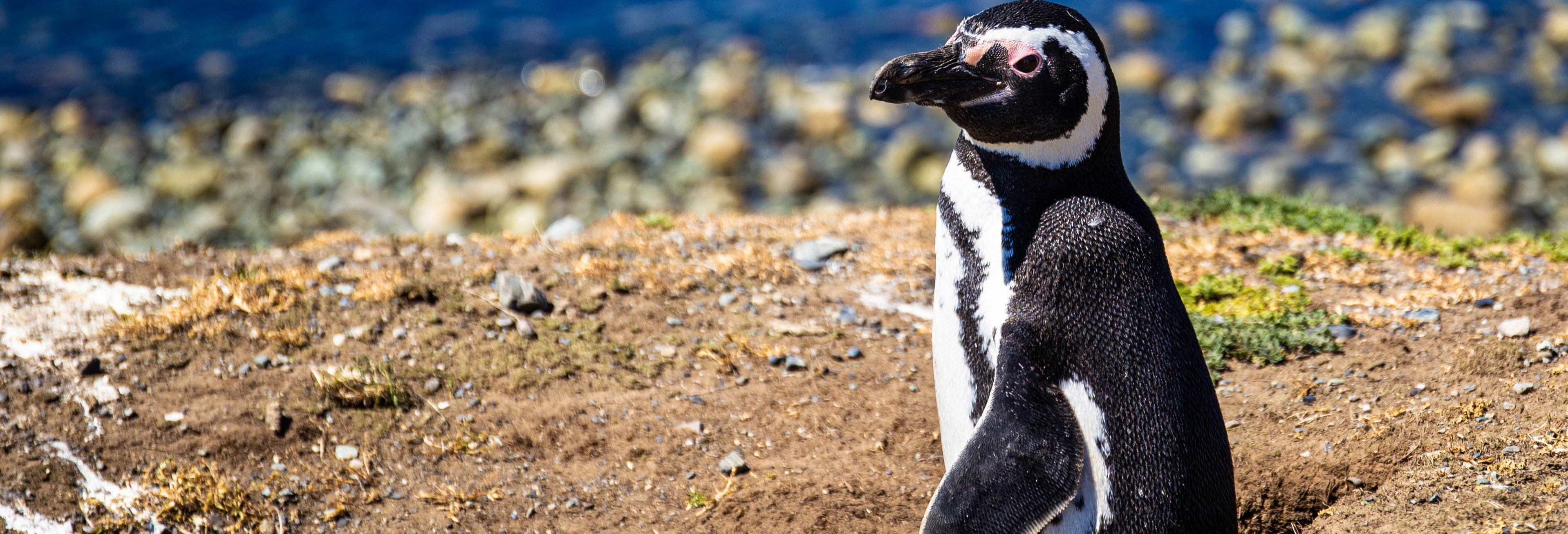 Avistamento de pinguins na ilha Cachagua