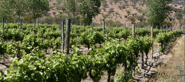 Visita a una cantina della Valle di Casablanca