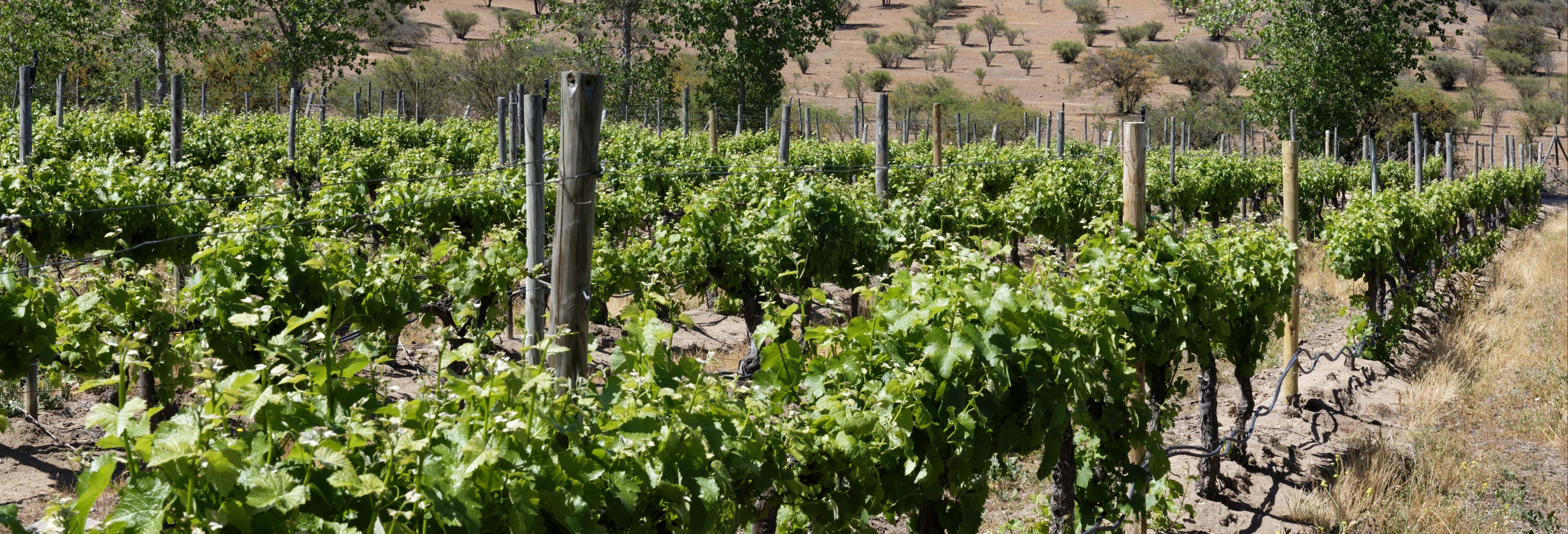 Visita a una cantina della Valle di Casablanca