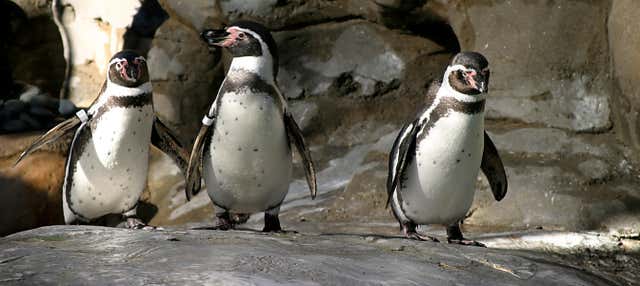 Avvistamento di pinguini all'isola di Cachagua