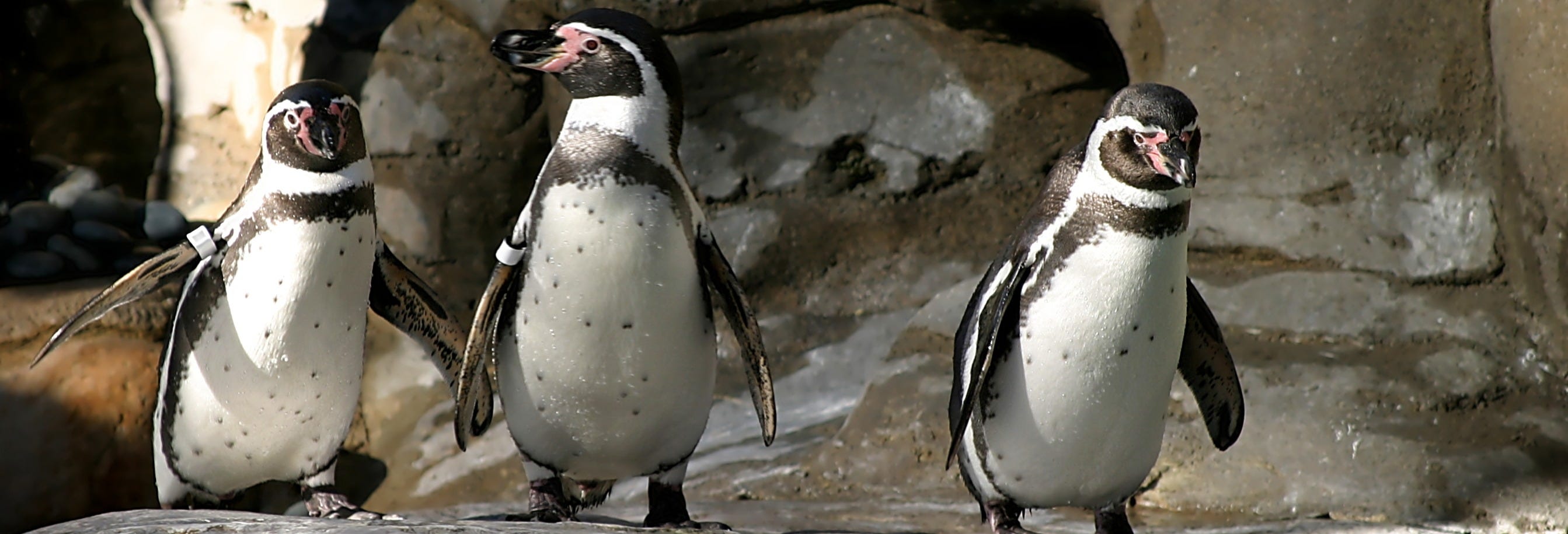 Cachagua Island Penguin Watching