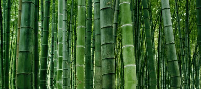 Escursione privata alla foresta di bambù del Sichuan e Pingle