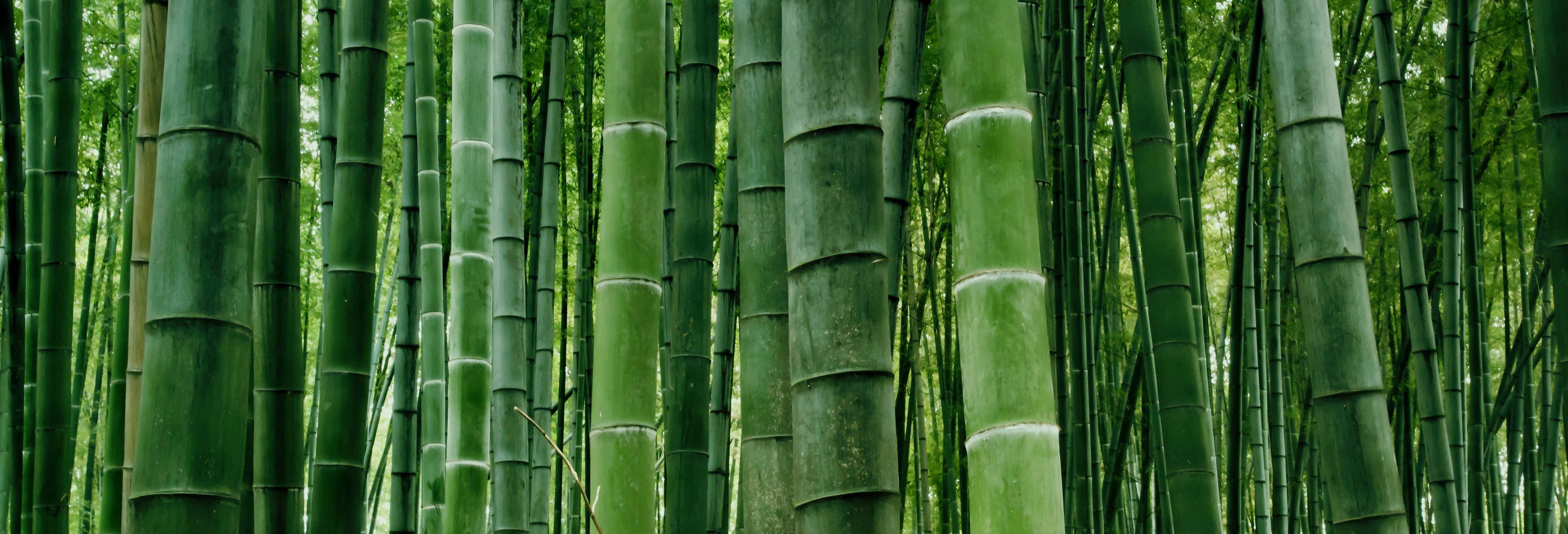 Escursione privata alla foresta di bambù del Sichuan e Pingle