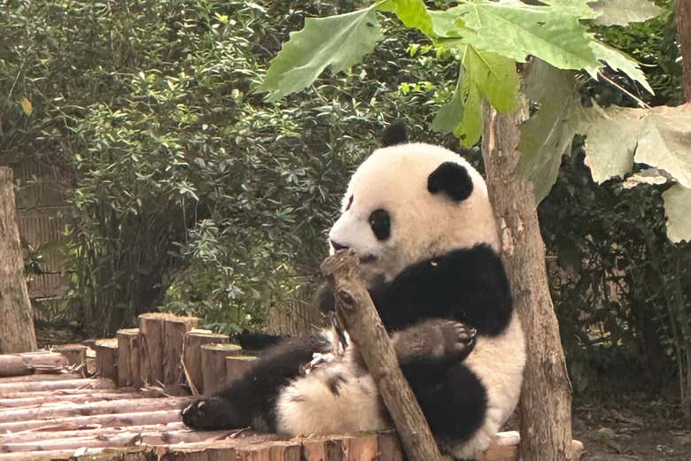 Dujiangyan Panda Base Volunteer Private Experience