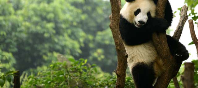 Tour privato di Chengdu e della riserva di panda