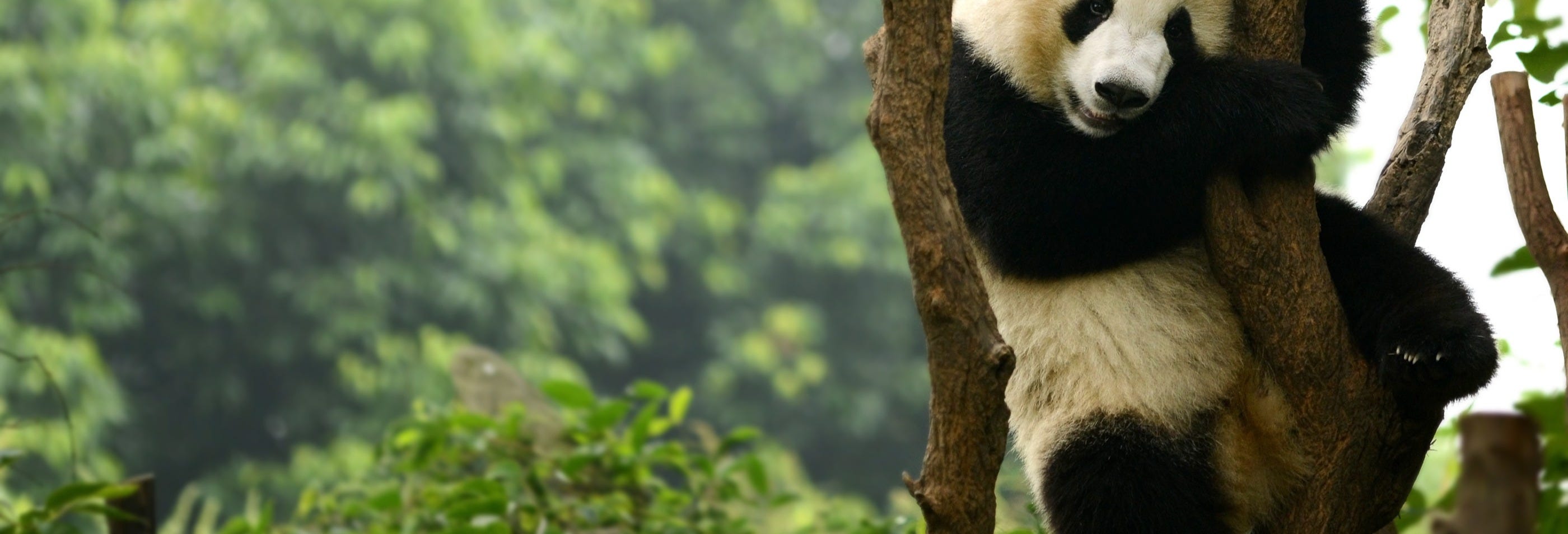 Private Tour of Chengdu & Panda Base