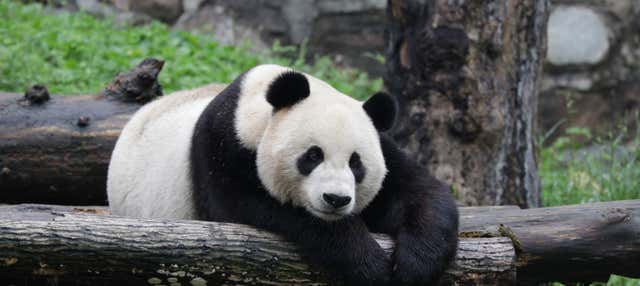 Esperienza privata di volontariato nella riserva di panda di Dujiangyan