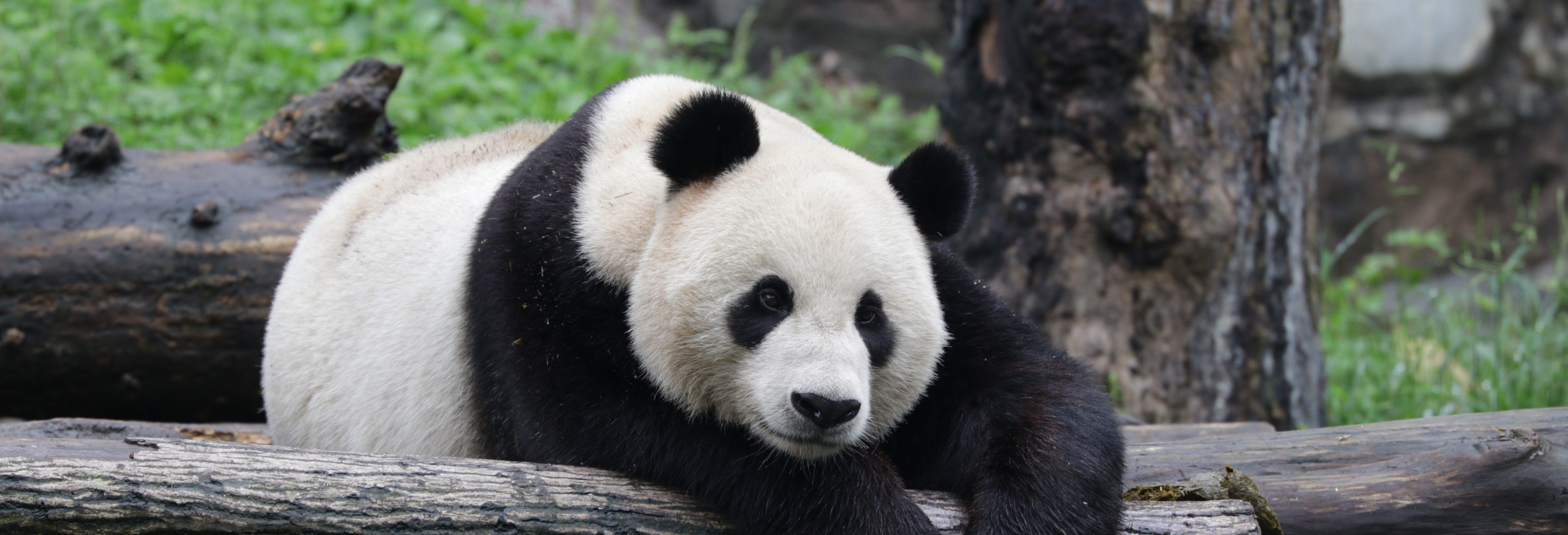 Dujiangyan Panda Base Volunteer Experience