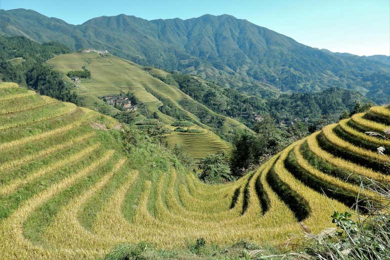 Longji Rice Terraces & Villages Day Trip